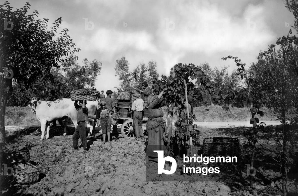 Tuscany, Valdarno, Peasants During the Harvest, 1910-20 (b/w photo)