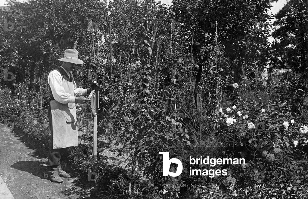 Gardener, 1930-1940 (b/w photo)