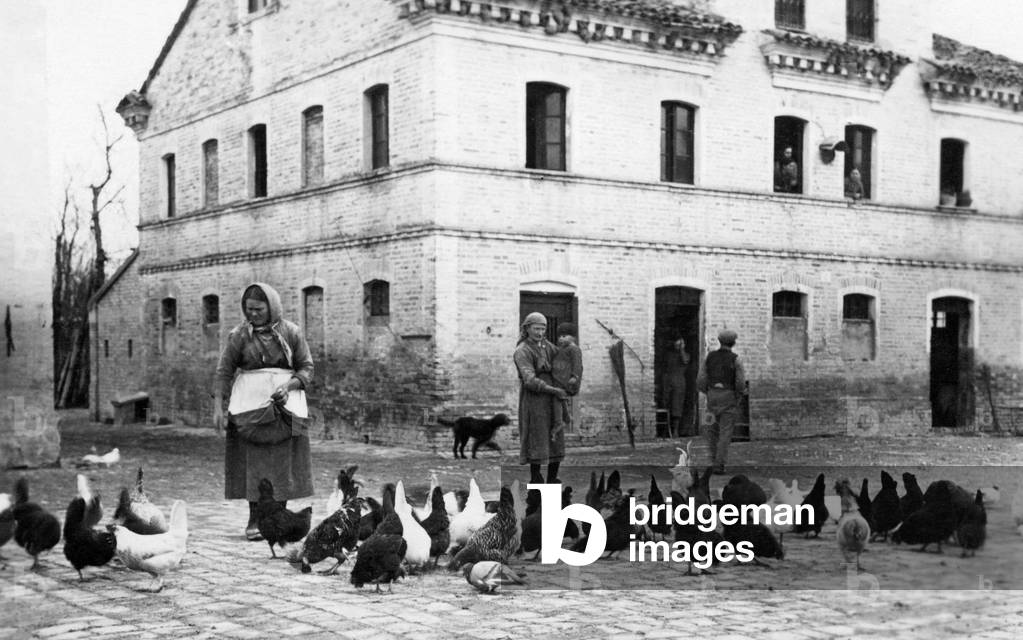 Poultry Breeding, 1910-20 (b/w photo)