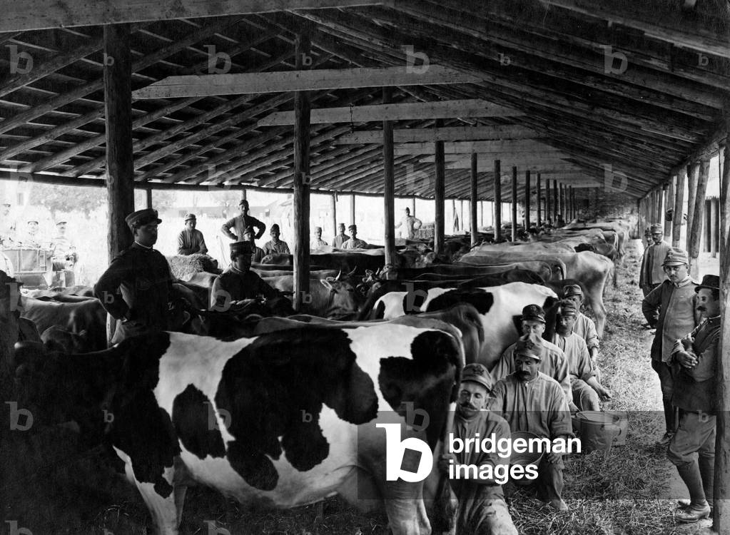 Food Supply, 1916.  (b/w photo)