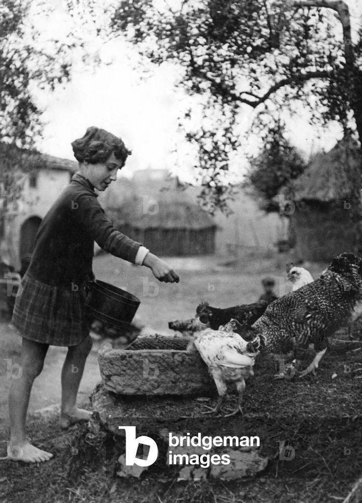 Birdseed Time, Chickens, 1930-40 (b/w photo)