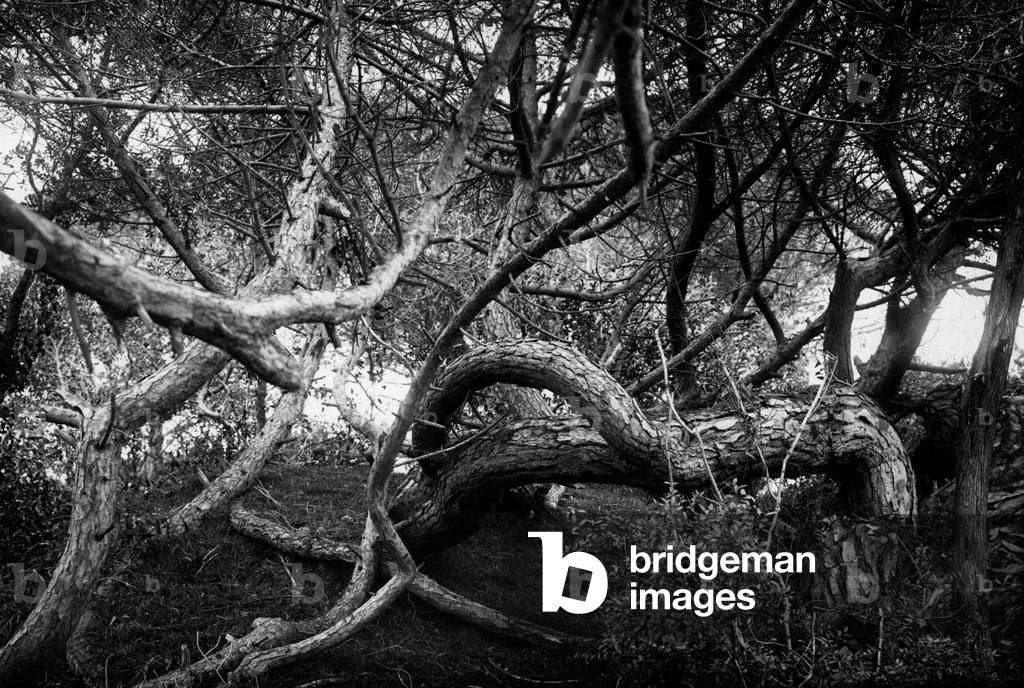Rome, pines twisted by the sea wind at lido di castel fusano, 1920 (b/w photo)
