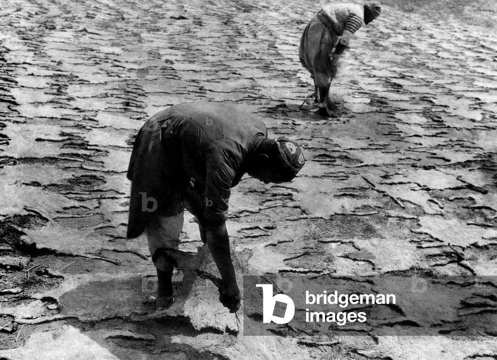 Drying of the skins of karakul, Turkestan, 1931 (b/w photo)