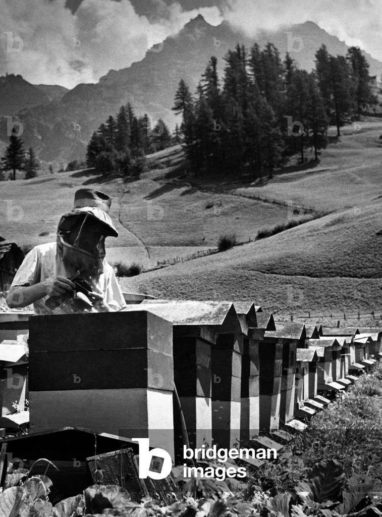 Beekeeping, Becca D'Aran, Valle D'Aosta, Italy 1957 (b/w photo)