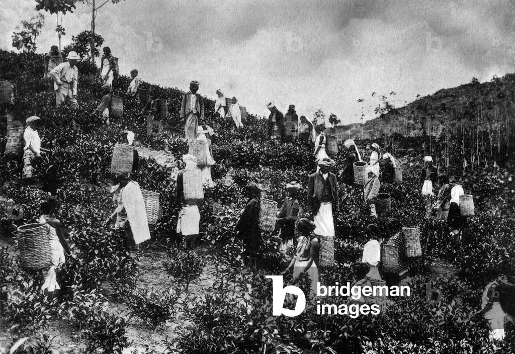 Sri Lanka, Tea Leaf Pickers, 1920-30 (b/w photo)