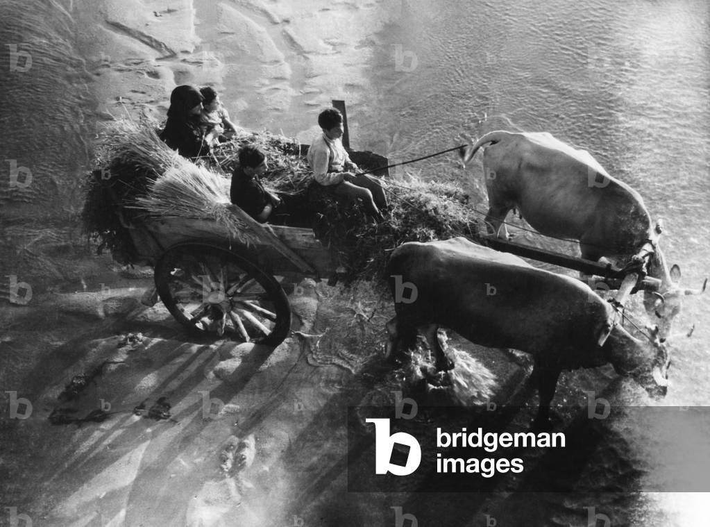 Calabria, rosarno, peasant cart on the banks of the mesima river, 1955 (b/w photo)