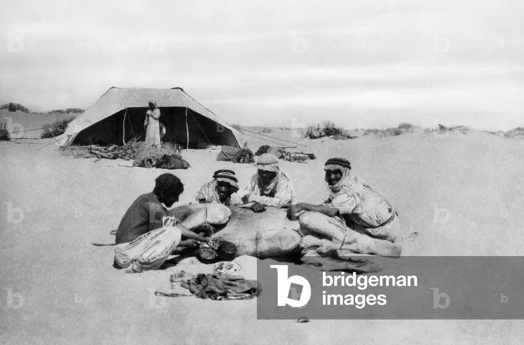 Saudi Arabia, Life in the Desert, the Camel'S Legs Are Cured, 1920-30 (b/w photo)