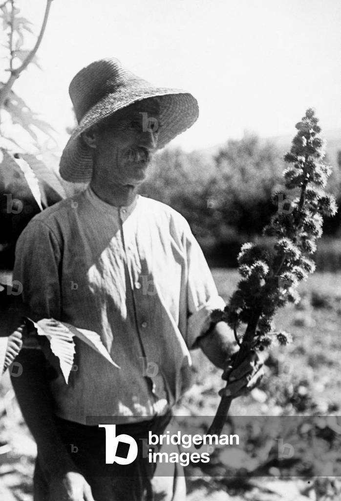 Agriculture, Castor-Oil Plants (b/w photo)