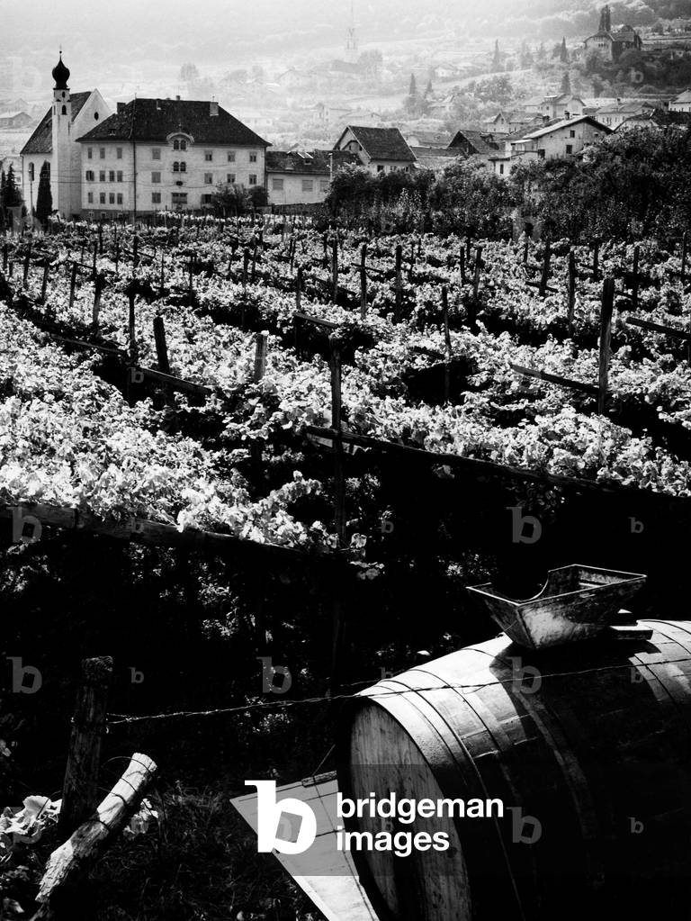Vineyards, Caldaro, Trentino Alto Adige, Italy 1967 (b/w photo)