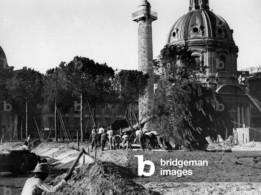 Rome, pine transplant in via dell'impero, 1930 (b/w photo)