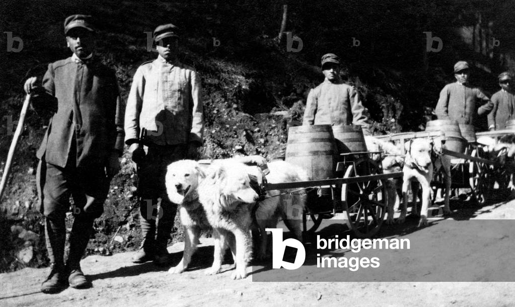 Soldiers, Dogs for Trasporting Water And Marsala, 1916 (b/w photo)