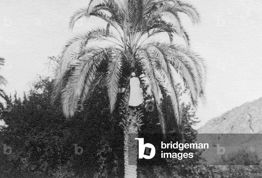Arabian Picking Dates, 1913 (b/w photo)