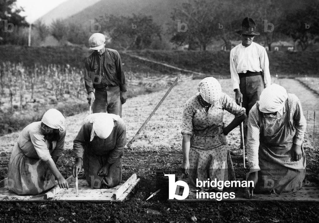 Sowing Time, 1930-40 (b/w photo)
