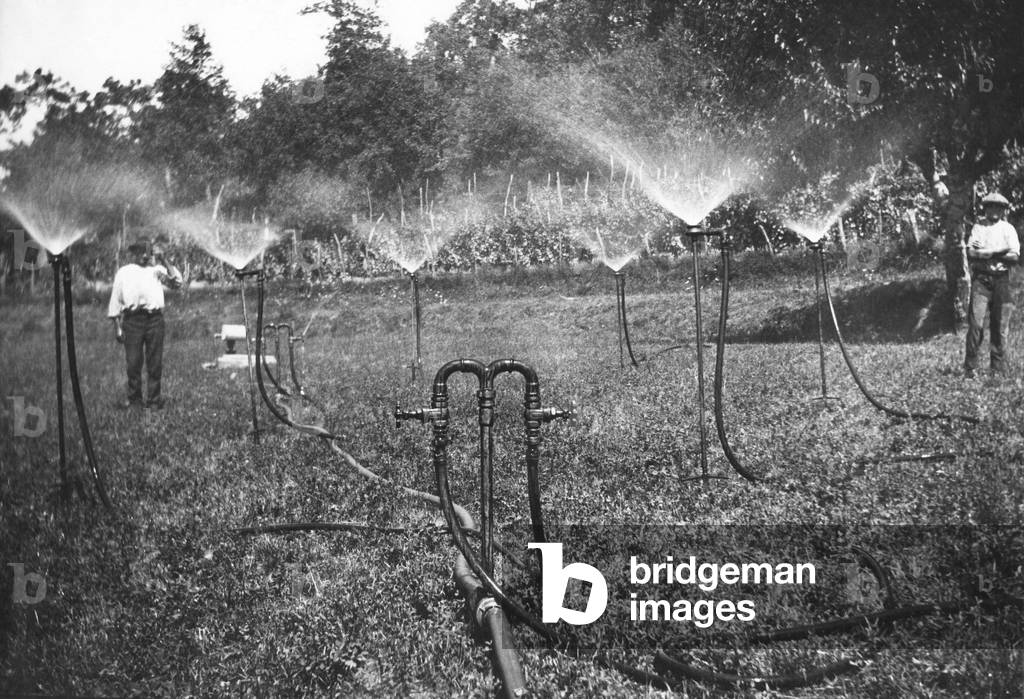 Field, Irrigation, Liguria, Italy, 1930 (b/w photo)