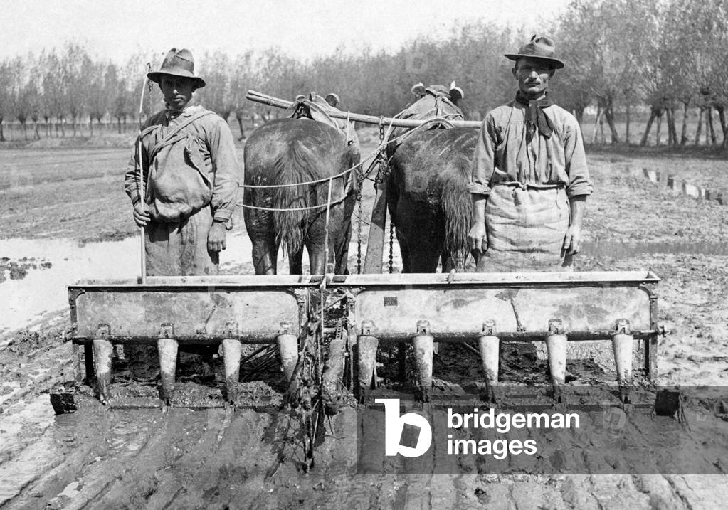 Agriculture, Rice Field, 1910-1920 (b/w photo)