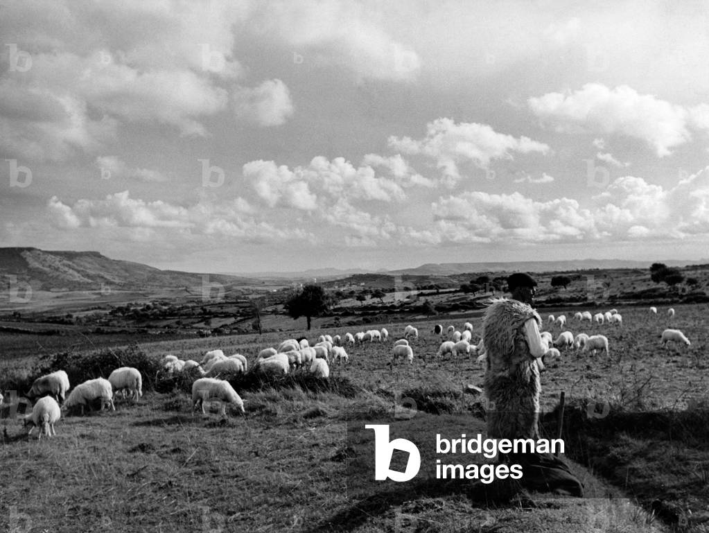 The Sardinian Countryside of Oristano, 1952 (b/w photo)