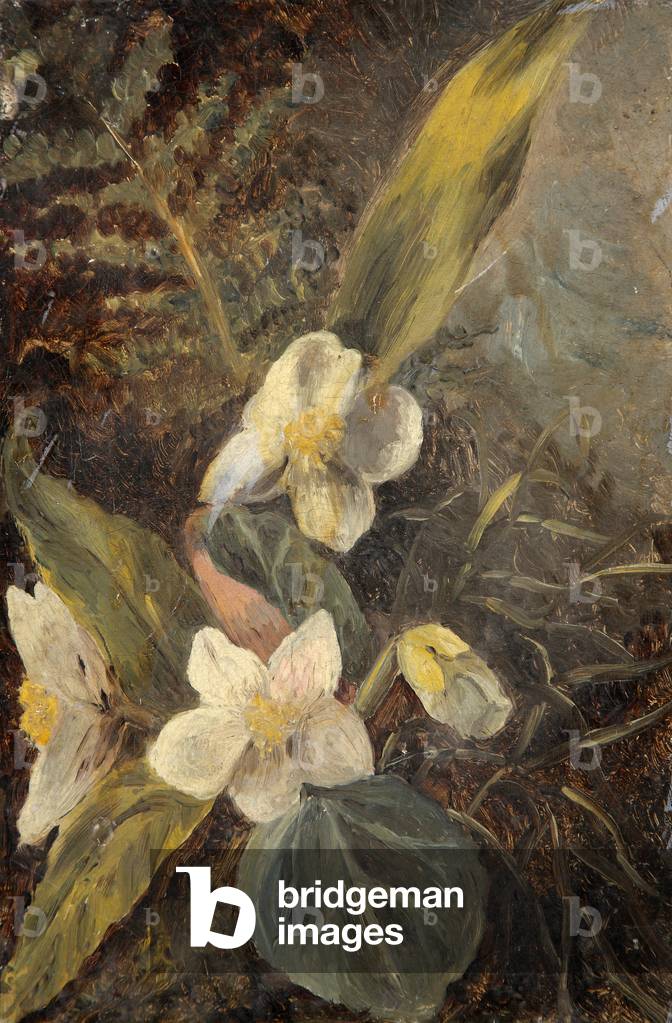 Christmas Roses (Hellebores) (oil on canvas)