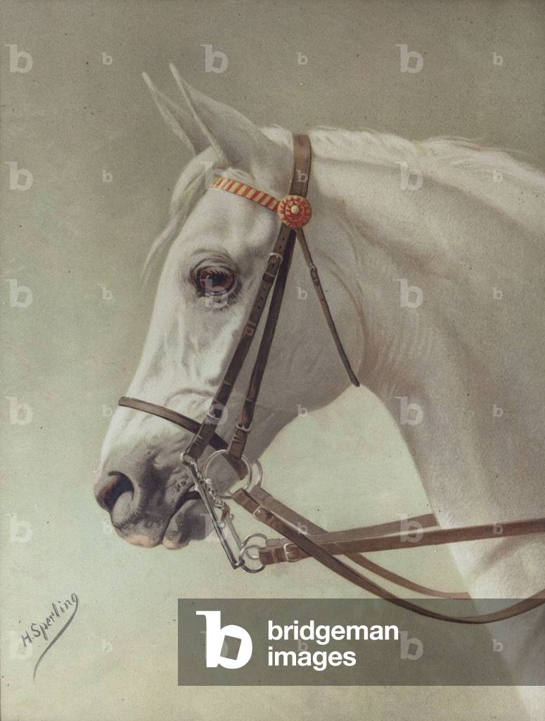 Head of a White Horse