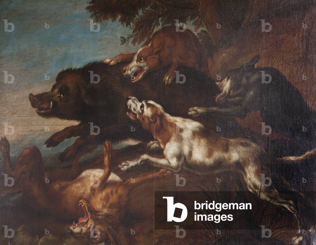Hounds harassing a Wild Boar (oil on canvas)