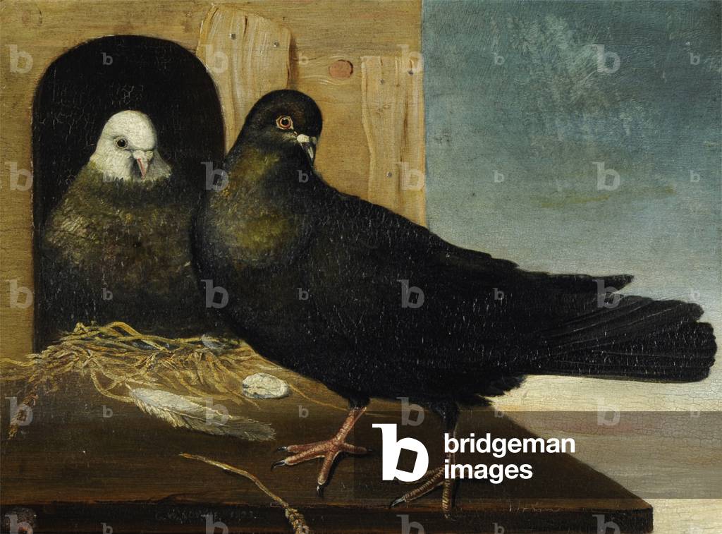Pigeons at a Dovecot