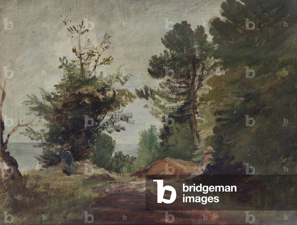 Woodland Scene (oil on paper)