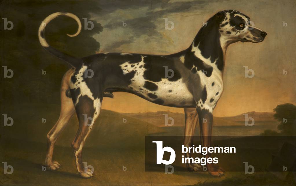A Great Dane, called 'Turpin'