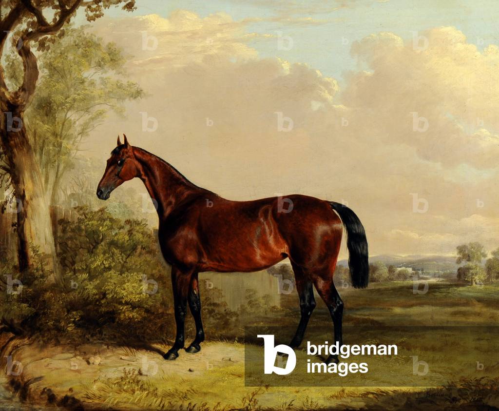 A Bay Hunter in a Landscape
