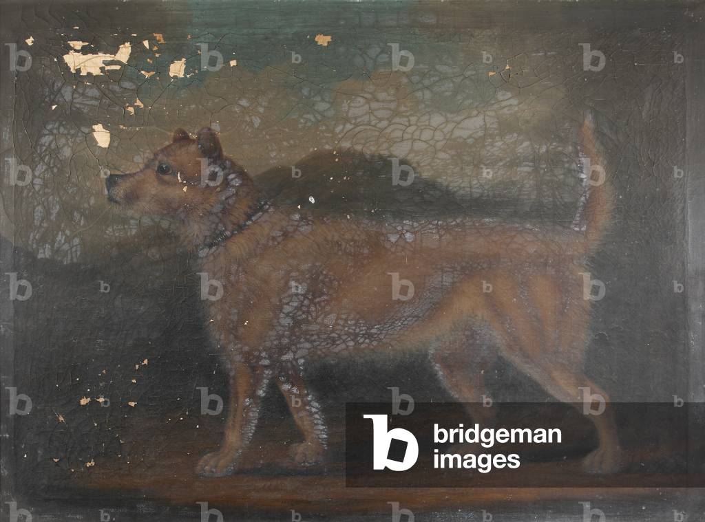 A Dog