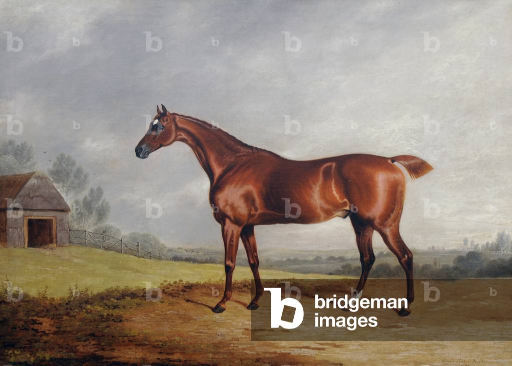 A Chestnut Hunter in a Field