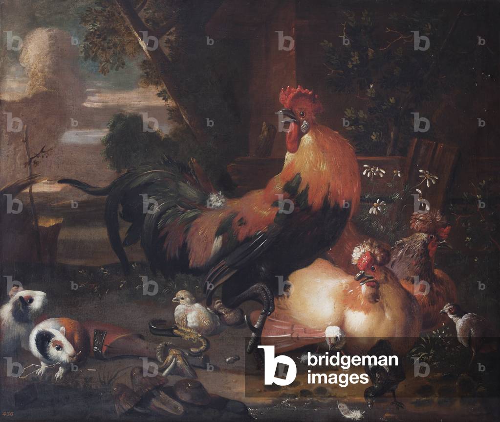 Poultry and Guinea Pigs