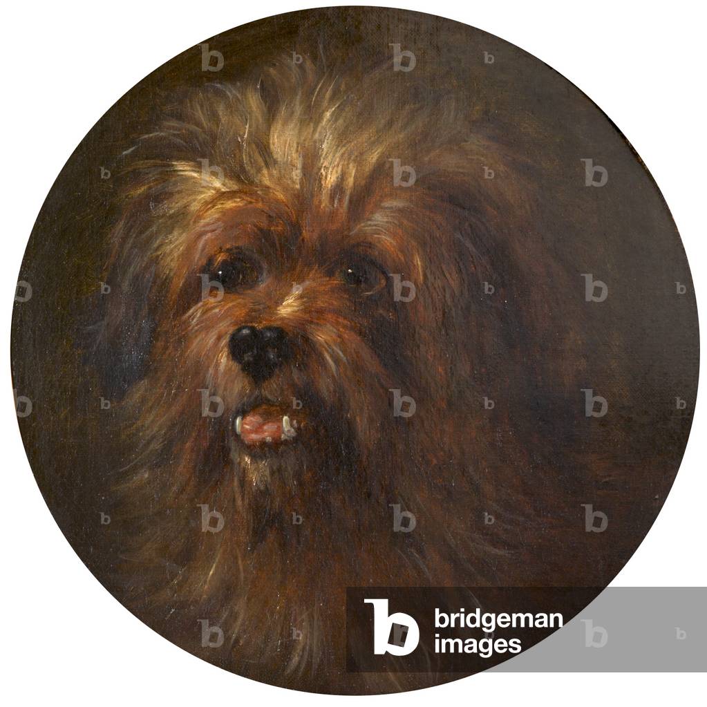 Head of a Yorkshire Terrier (oil on canvas)