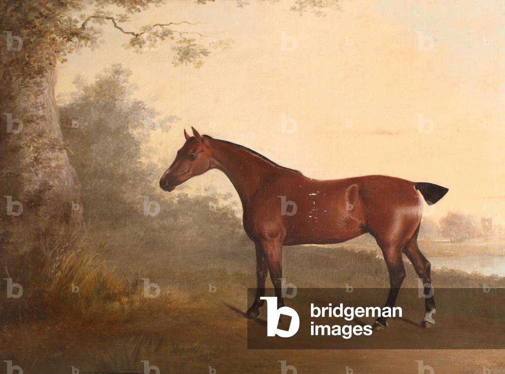 A Chestnut Hunter, known as 'The Old Chestnut', with Chastleton House in the Distance