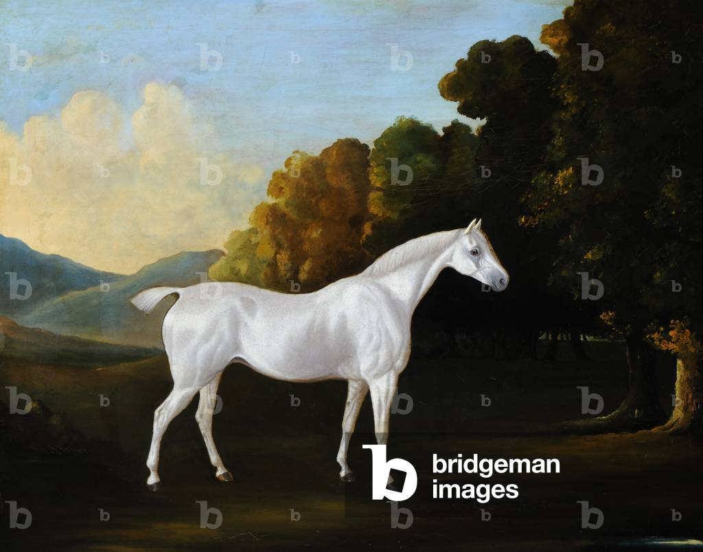 A White Stallion in a Landscape