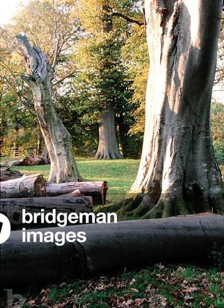 Rotton tree trunks (photo)