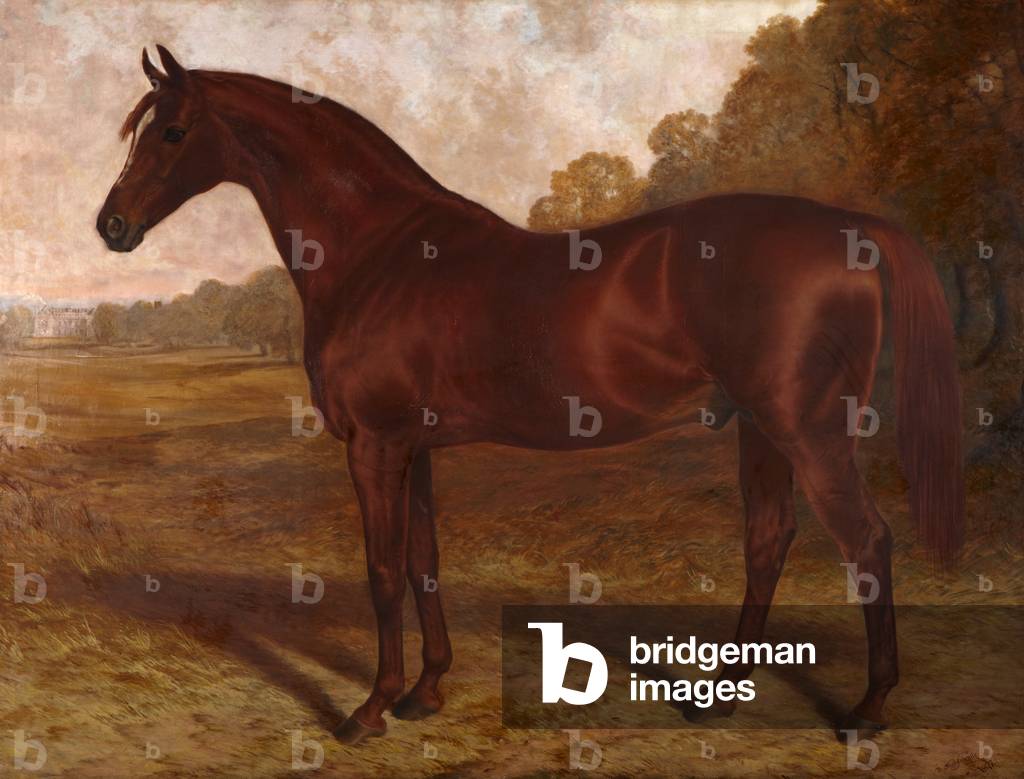 Hermit': a Racehorse in a Landscape