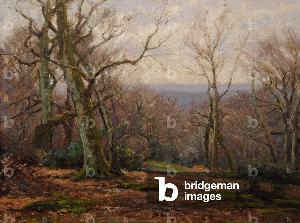The New Forest from Cut Walk Hill, Emery Down