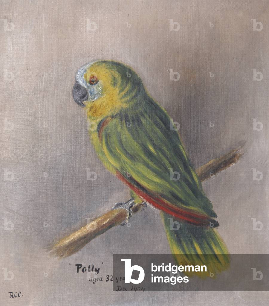 Miss Chichester's Parrot, 'Polly', 1904 (oil on canvas)