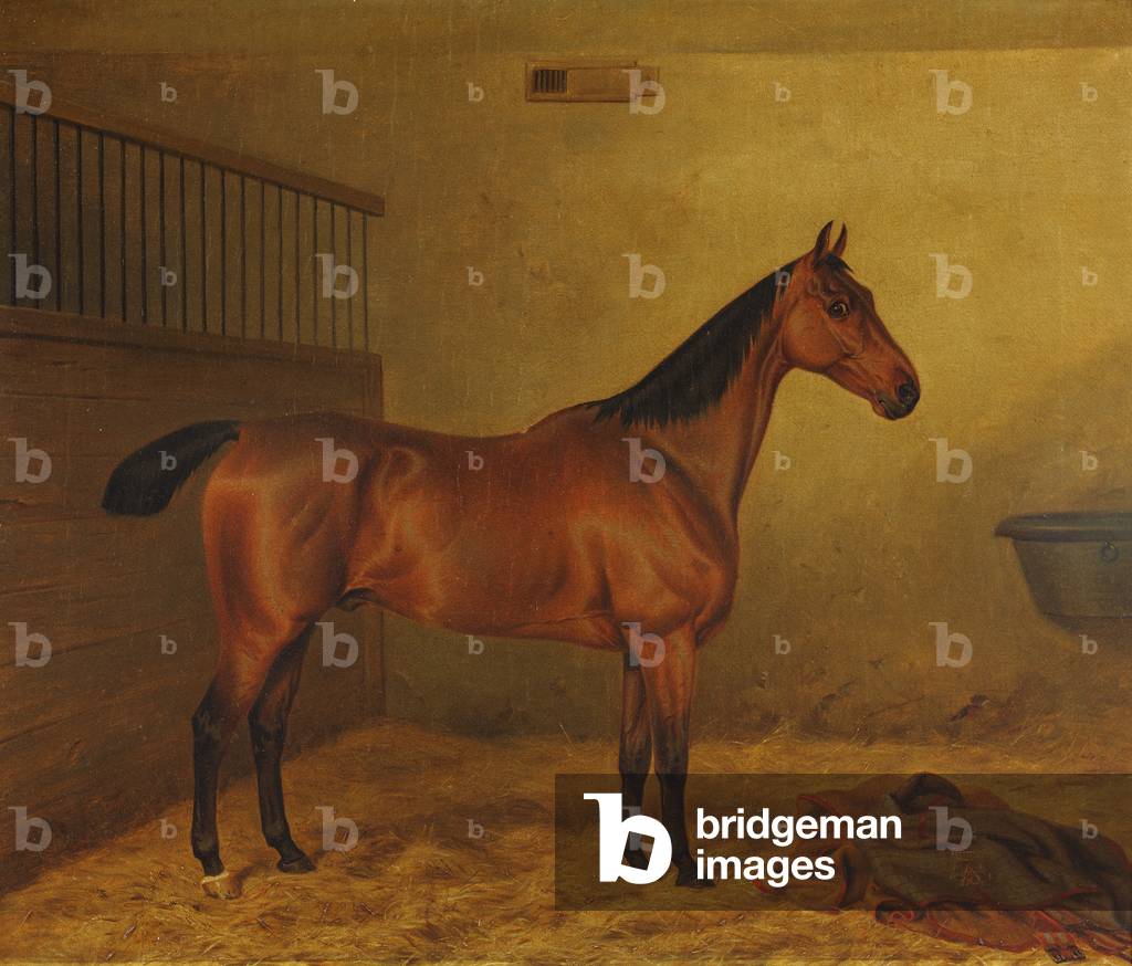 A Bay Hunter in a Stable with a Blanket on the Straw in the Foreground