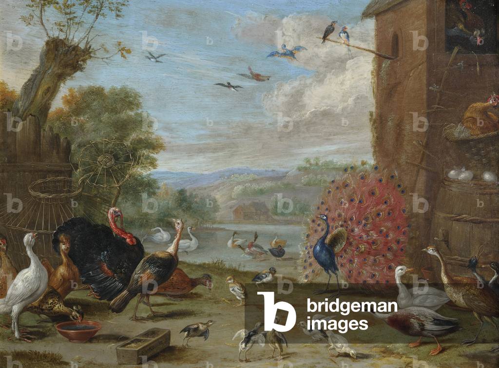 Peacock and Other Birds