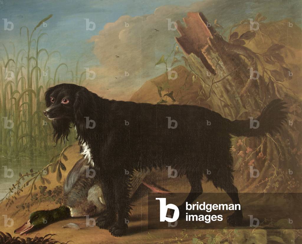 A Black Spaniel