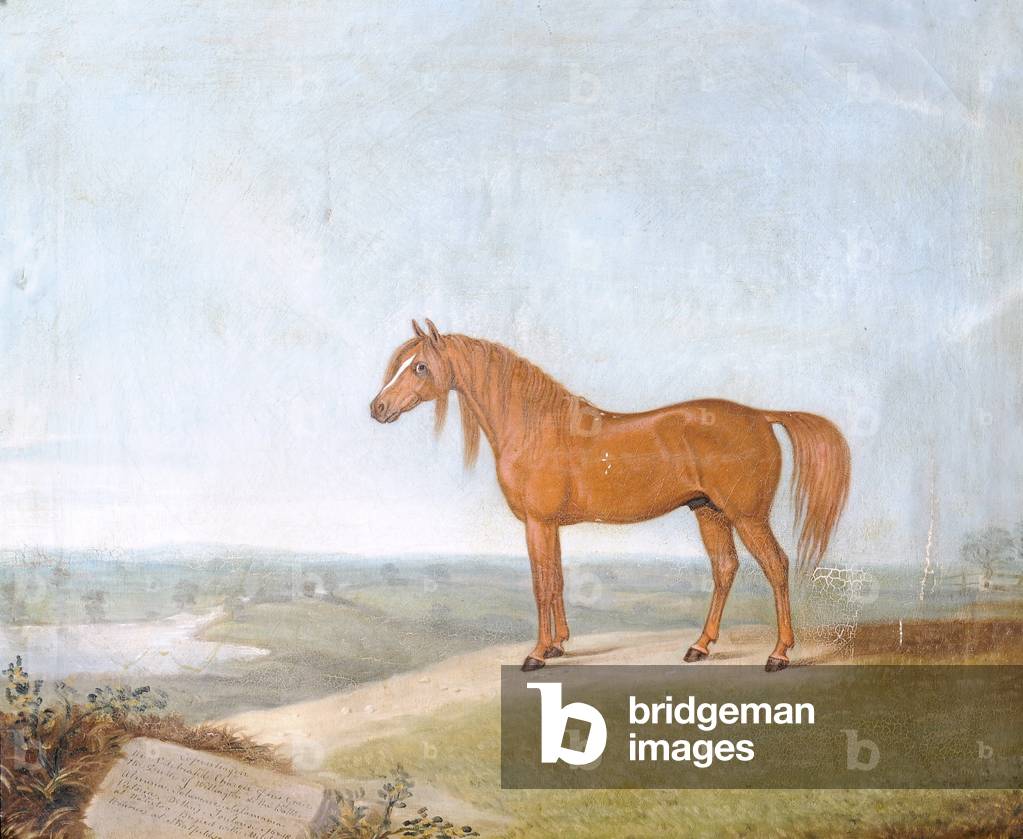 Copenhagen, the Duke of Wellington's Charger (oil on canvas)