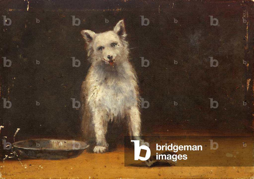 A White Dog