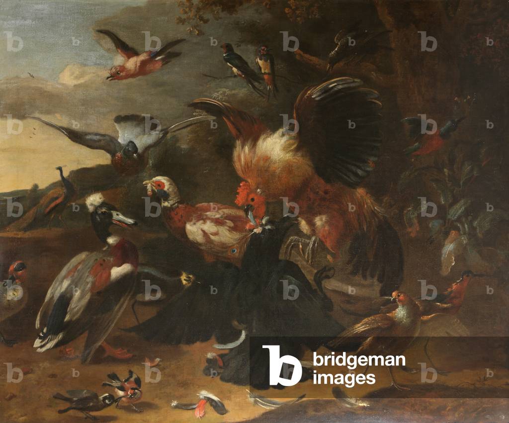 A Crow assaulted by Farmyard Fowl