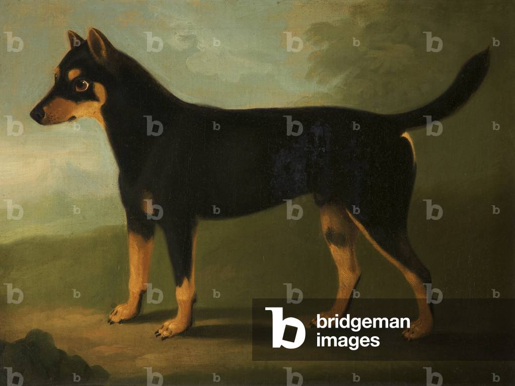 A Dog with Dark-brown and Pale-brown markings with a Mask-like marking on its Face in a Landscape