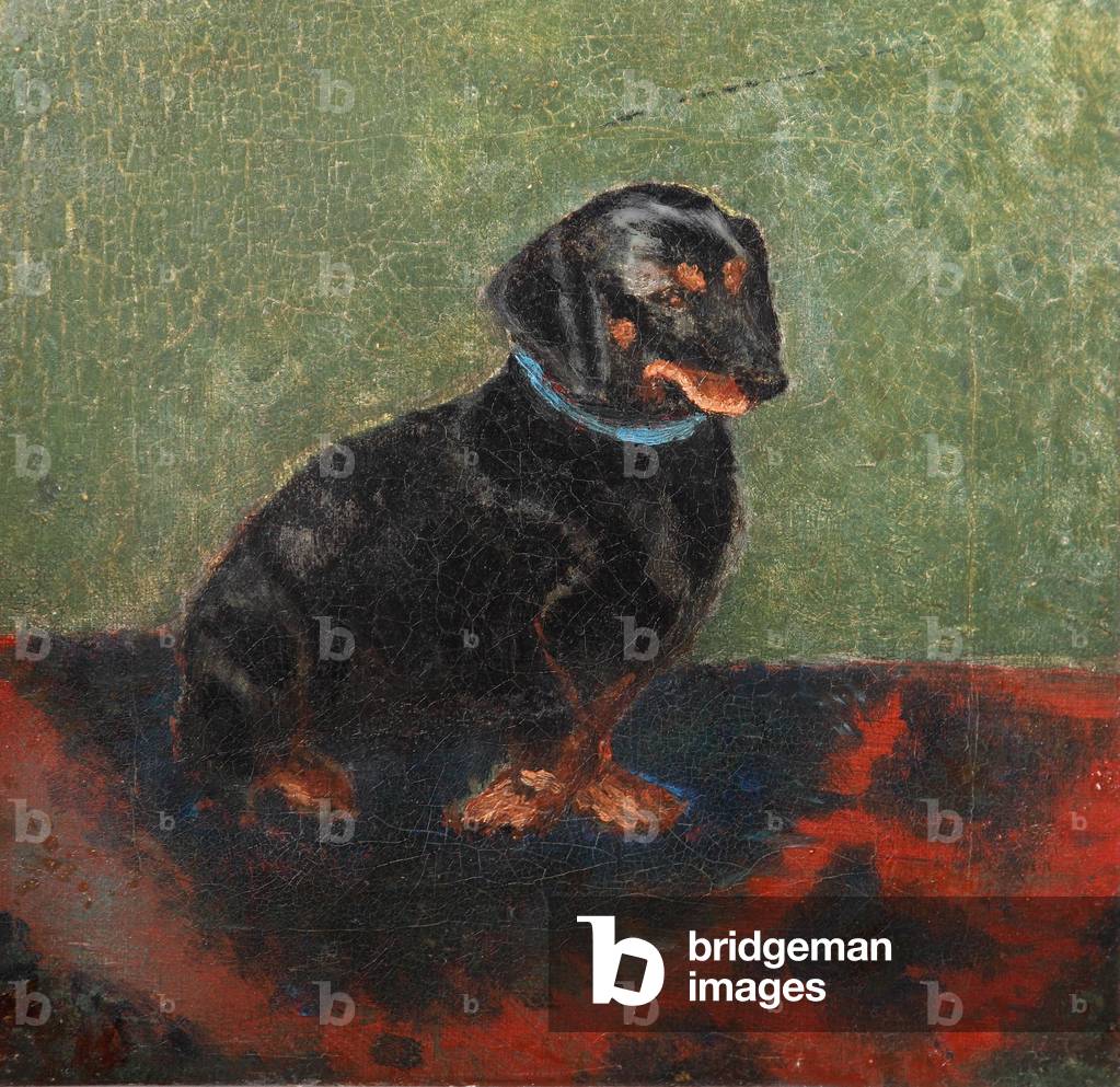 A Dachshund called 'Waldmann'
