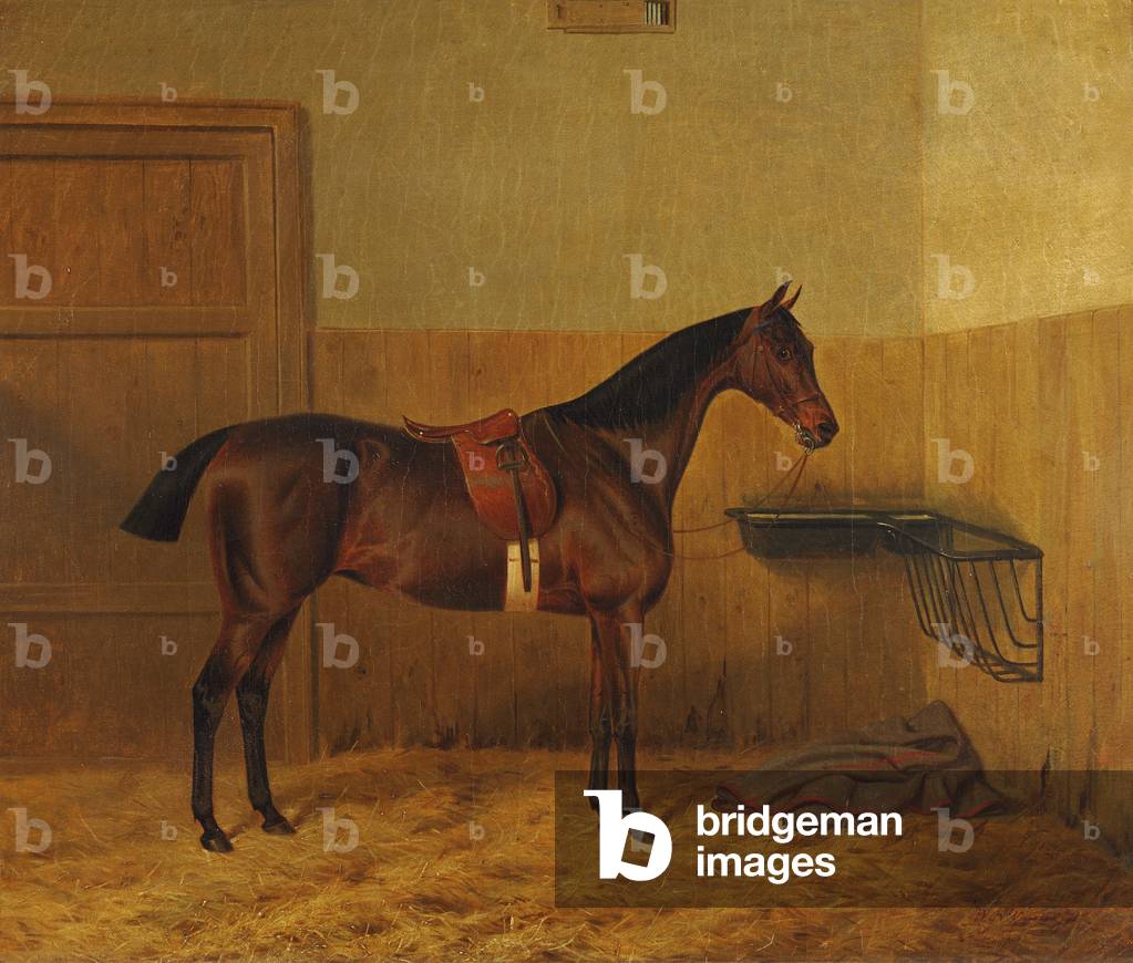 A Saddled Bay Hunter in a Stable