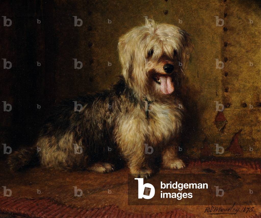 'Frisk' a Skye Terrier