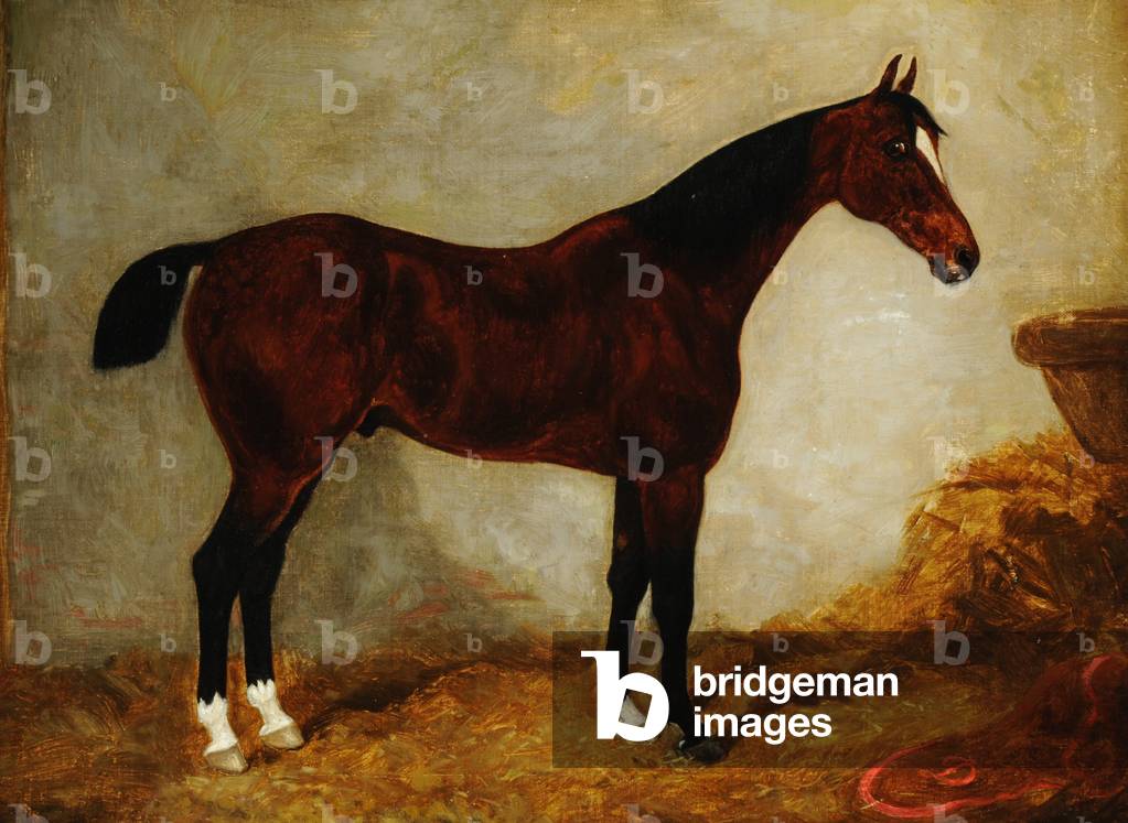 A Brown Horse in a Stable, with White Blaze and Three White Hocks