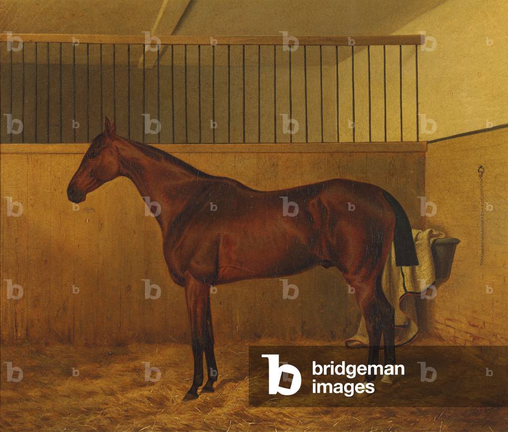 A Bay Hunter in a Stable