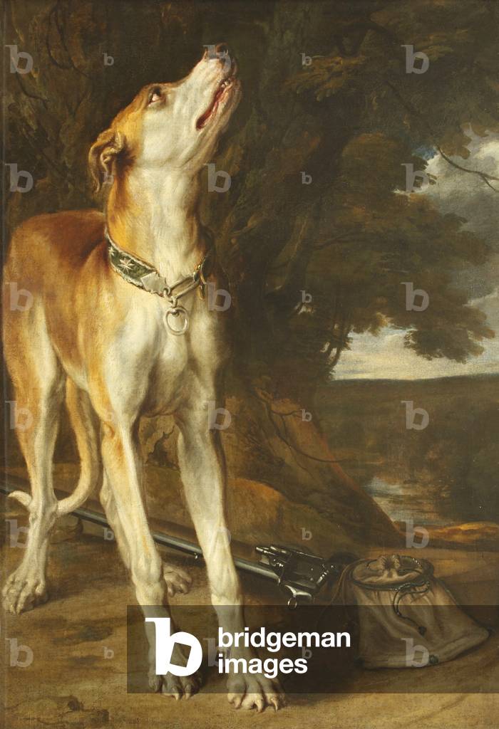 A Hound looking up